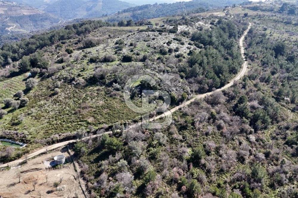 Seferihisar Gödence'de doğal kaynak sulu satılık tarla