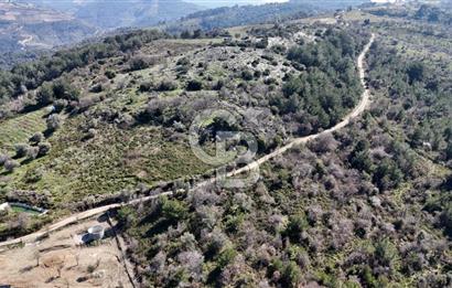 Seferihisar Gödence'de doğal kaynak sulu satılık tarla
