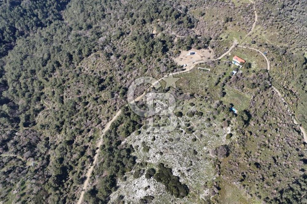 Seferihisar Gödence'de doğal kaynak suyu olan satılık tarla 