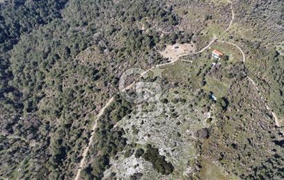 Seferihisar Gödence'de doğal kaynak suyu olan satılık tarla 