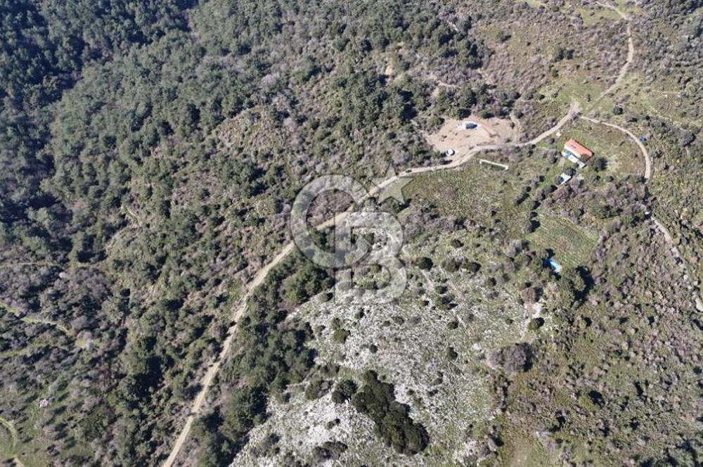 Seferihisar Gödence'de doğal kaynak suyu olan satılık tarla 