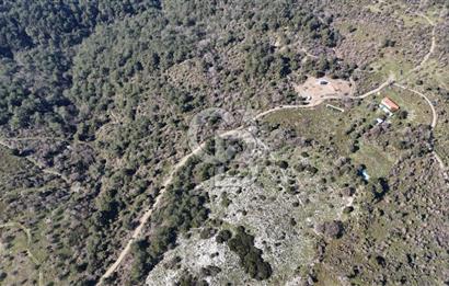 Seferihisar Gödence'de doğal kaynak suyu olan satılık tarla 