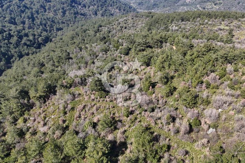 Seferihisar Gödence'de doğal kaynak suyu olan satılık tarla 