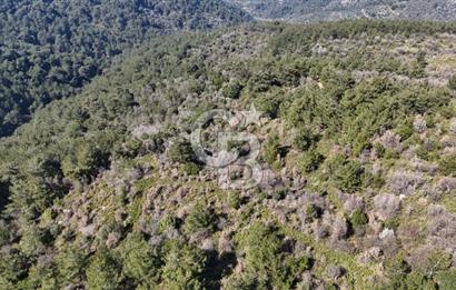 Seferihisar Gödence'de doğal kaynak suyu olan satılık tarla 