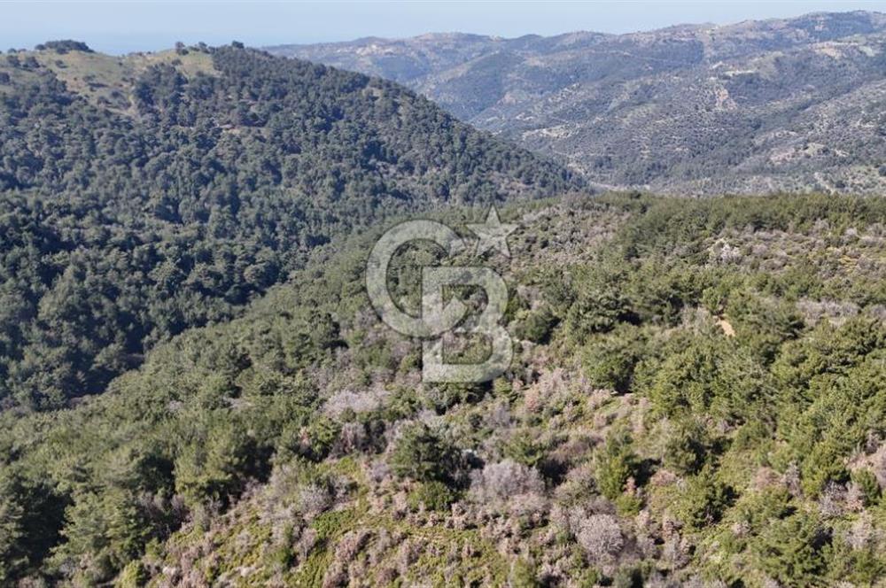 Seferihisar Gödence'de doğal kaynak suyu olan satılık tarla 