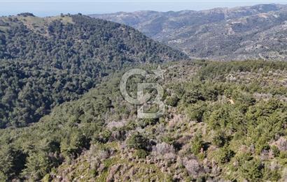 Seferihisar Gödence'de doğal kaynak suyu olan satılık tarla 