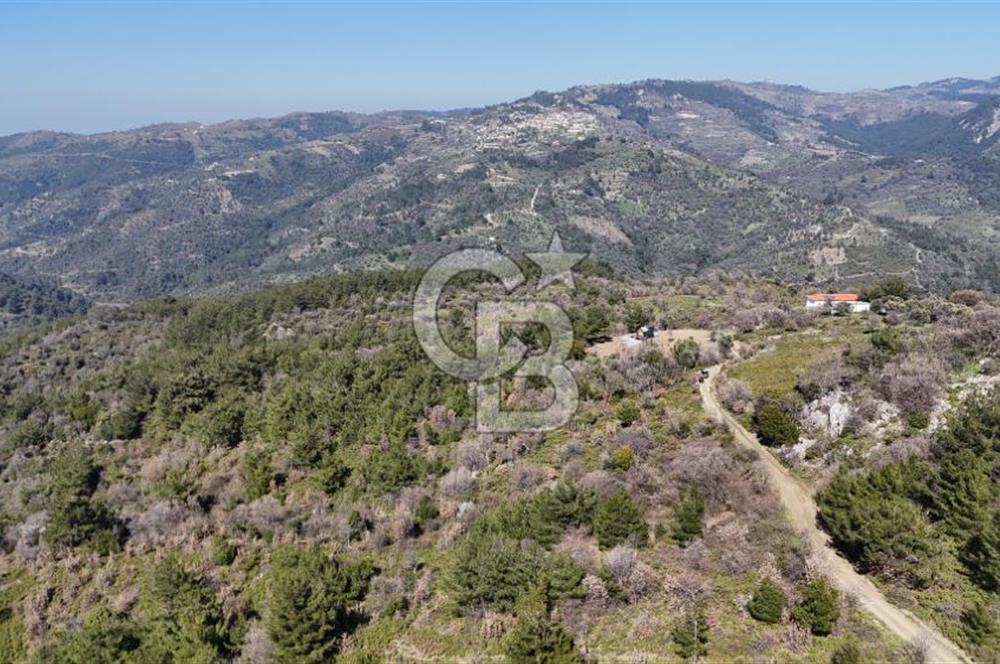 Seferihisar Gödence'de doğal kaynak suyu olan satılık tarla 