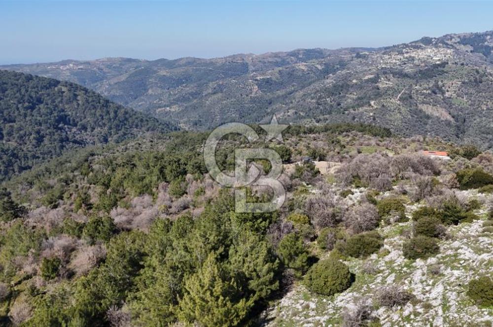 Seferihisar Gödence'de doğal kaynak sulu satılık tarla