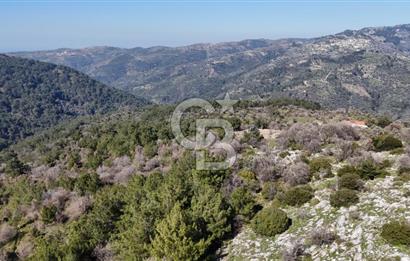 Seferihisar Gödence'de doğal kaynak sulu satılık tarla