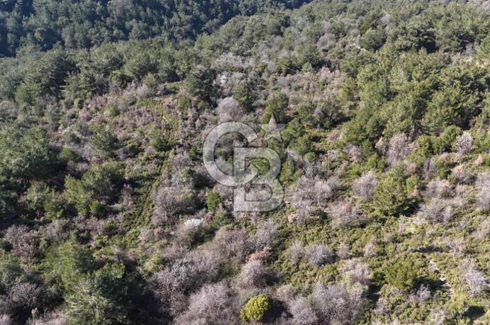 Seferihisar Gödence'de doğal kaynak sulu satılık tarla