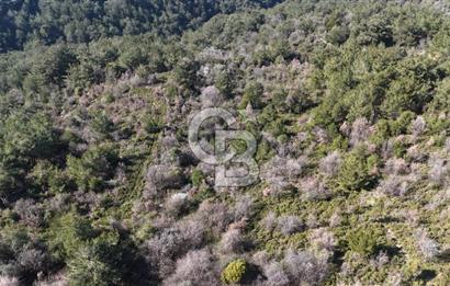 Seferihisar Gödence'de doğal kaynak sulu satılık tarla