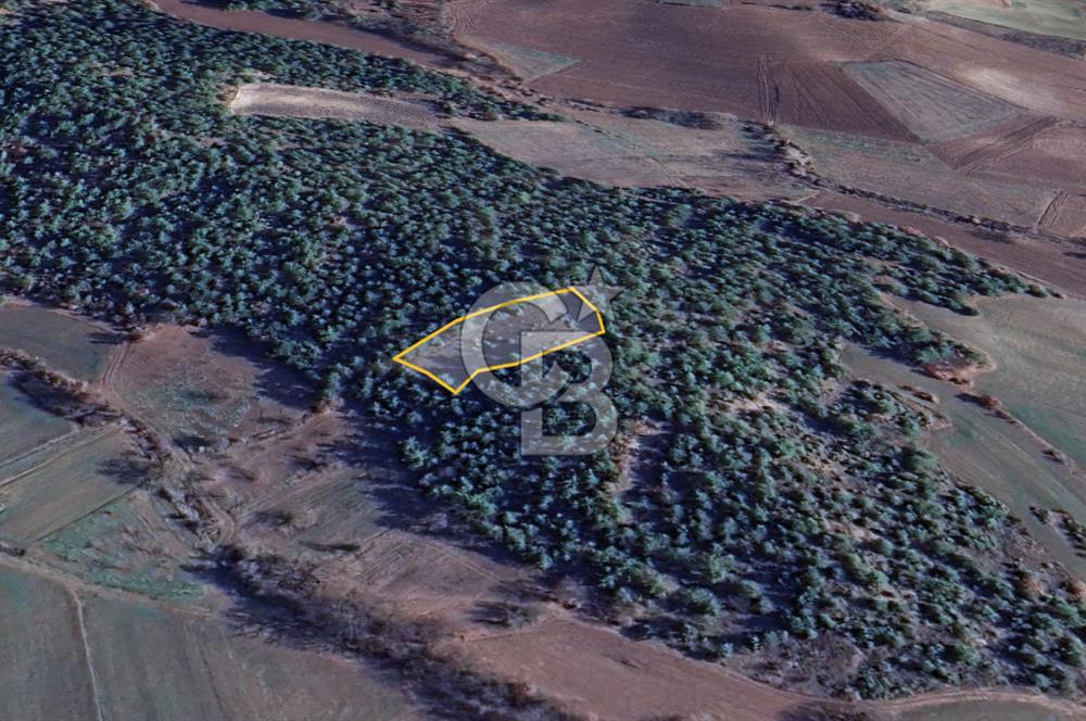 BİLECİK GÖLPAZARI YATIRIMLIK 1.450 m² STRATEJİK TARLA
