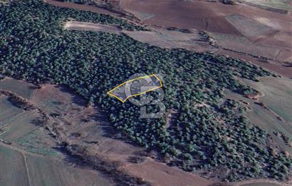 BİLECİK GÖLPAZARI YATIRIMLIK 1.450 m² STRATEJİK TARLA