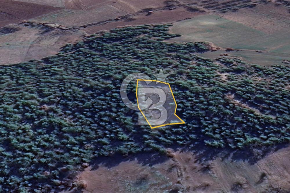 BİLECİK GÖLPAZARI YATIRIMLIK 1.450 m² STRATEJİK TARLA