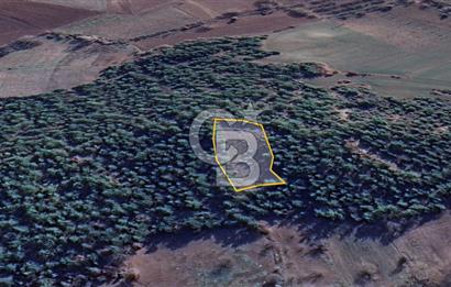 BİLECİK GÖLPAZARI YATIRIMLIK 1.450 m² STRATEJİK TARLA