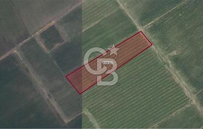 BERGAMA AŞAĞIKIRIKLAR'DA (6246 m²) SATILIK TARLA