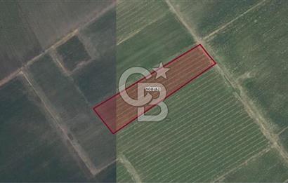 BERGAMA AŞAĞIKIRIKLAR'DA (6246 m²) SATILIK TARLA