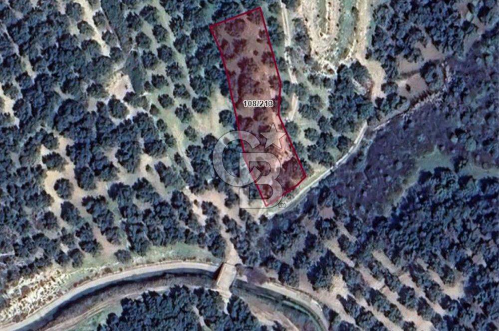 AYVALIK ALTINOVADA EMSALİN ALTINDA FIRSAT ZEYTİNLİK 1.525 m²