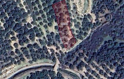 AYVALIK ALTINOVADA EMSALİN ALTINDA FIRSAT ZEYTİNLİK 1.525 m²