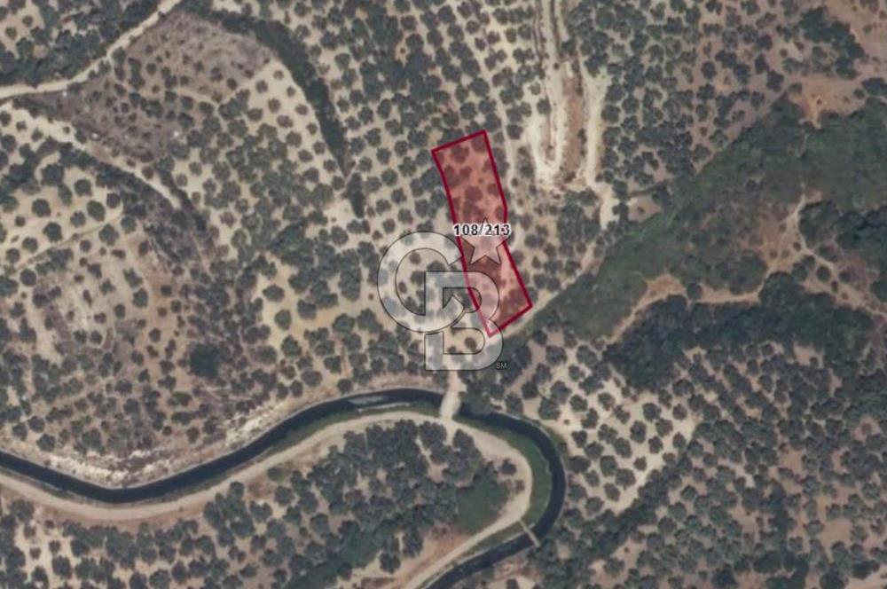 AYVALIK ALTINOVADA EMSALİN ALTINDA FIRSAT ZEYTİNLİK 1.525 m²