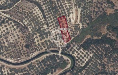 AYVALIK ALTINOVADA EMSALİN ALTINDA FIRSAT ZEYTİNLİK 1.525 m²