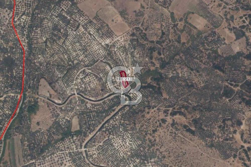 AYVALIK ALTINOVADA EMSALİN ALTINDA FIRSAT ZEYTİNLİK 1.525 m²