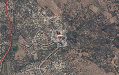 AYVALIK ALTINOVADA EMSALİN ALTINDA FIRSAT ZEYTİNLİK 1.525 m²