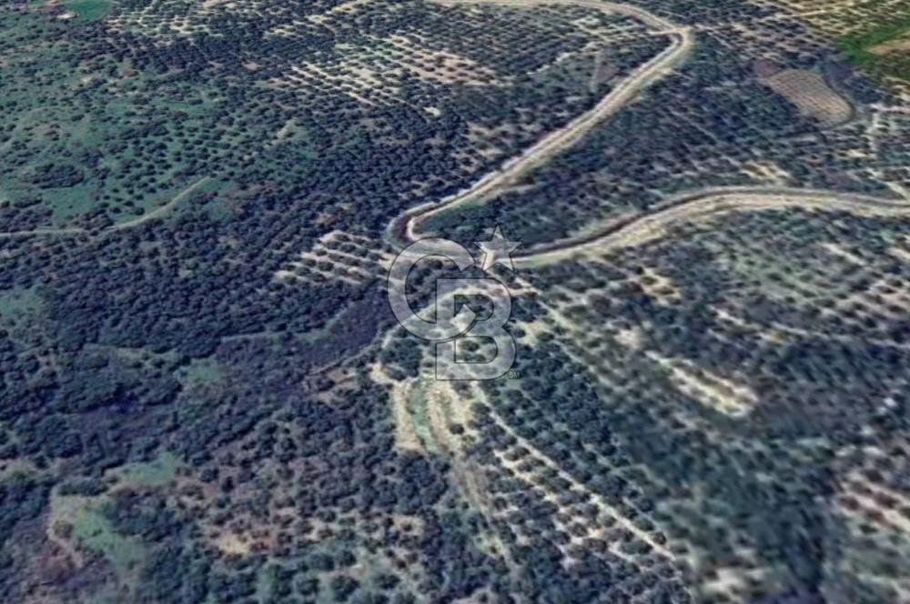 AYVALIK ALTINOVADA EMSALİN ALTINDA FIRSAT ZEYTİNLİK 1.525 m²