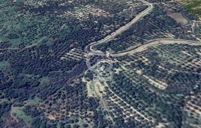 AYVALIK ALTINOVADA EMSALİN ALTINDA FIRSAT ZEYTİNLİK 1.525 m²
