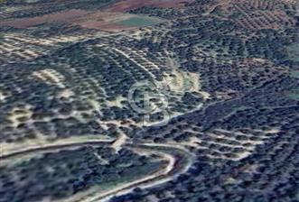 AYVALIK ALTINOVADA EMSALİN ALTINDA FIRSAT ZEYTİNLİK 1.525 m² - 3 - 344916