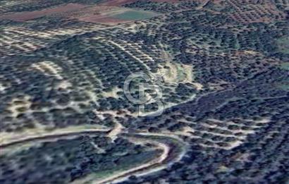 AYVALIK ALTINOVADA EMSALİN ALTINDA FIRSAT ZEYTİNLİK 1.525 m²