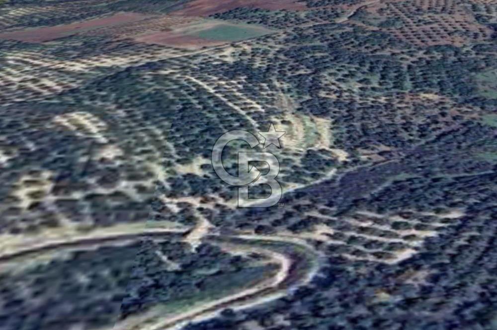 AYVALIK ALTINOVADA EMSALİN ALTINDA FIRSAT ZEYTİNLİK 1.525 m²