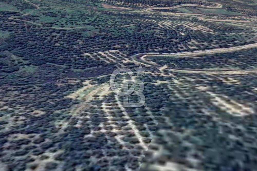 AYVALIK ALTINOVADA EMSALİN ALTINDA FIRSAT ZEYTİNLİK 1.525 m²