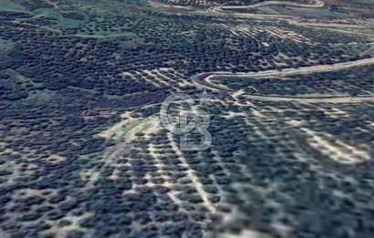 AYVALIK ALTINOVADA EMSALİN ALTINDA FIRSAT ZEYTİNLİK 1.525 m²