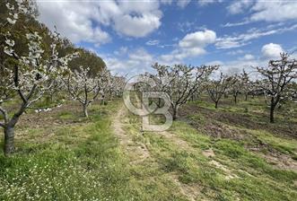 Edirne Merkez Karaağaç & Bosnada Satılık Yetişkin Meyve Bahçesi - 1 - 304680