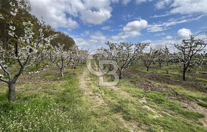 Edirne Merkez Karaağaç & Bosnada Satılık Yetişkin Meyve Bahçesi