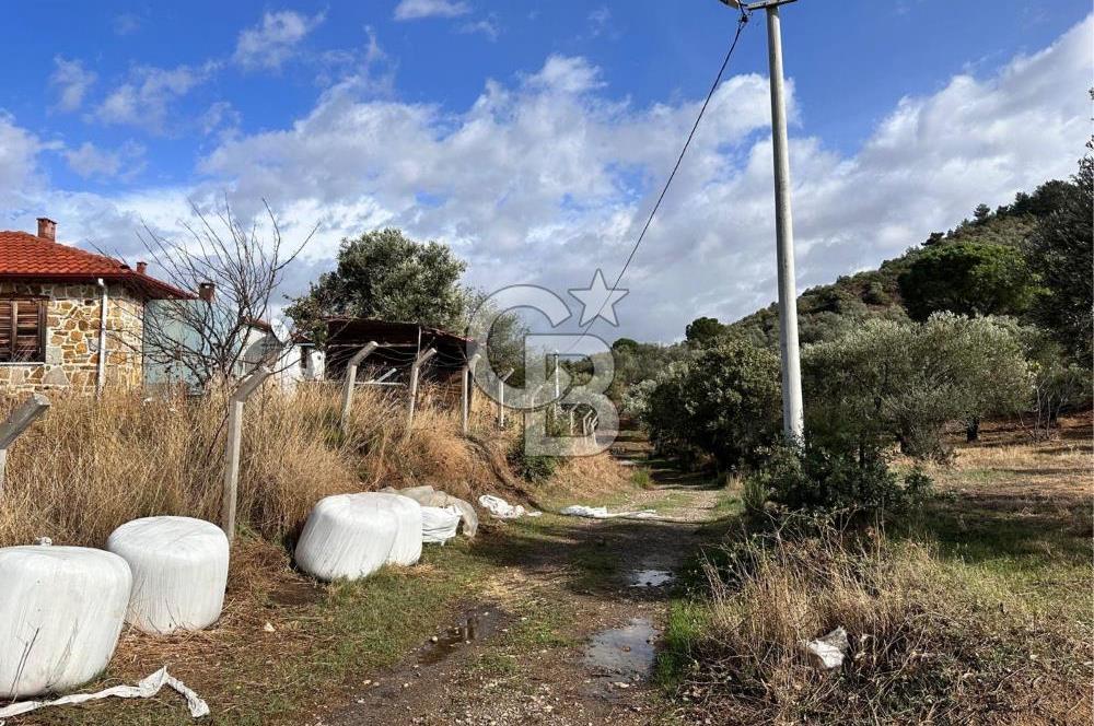 GÖMEÇ KUYUALAN KÖY İÇİNDE İMARLI 3.016 m² ZEYTİNLİK