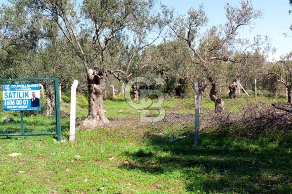 AYVALIK PATERİCA MEVKİİNDE ZEYTİNLİK