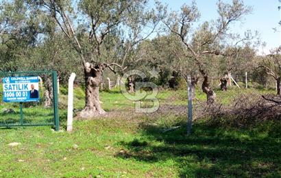 AYVALIK PATERİCA MEVKİİNDE ZEYTİNLİK