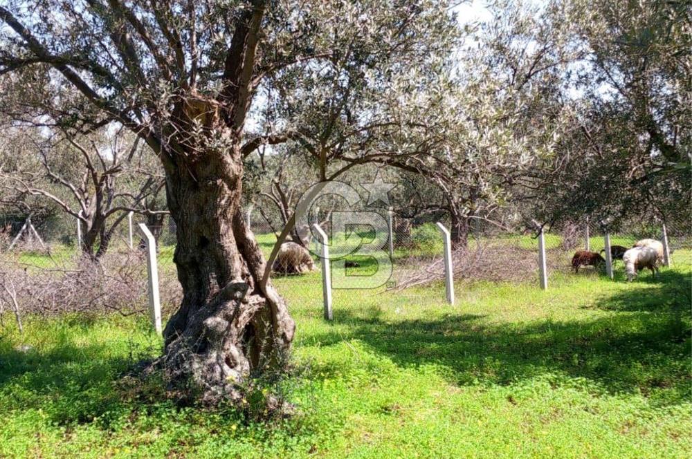 AYVALIK PATERİCA MEVKİİNDE ZEYTİNLİK