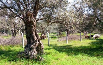 AYVALIK PATERİCA MEVKİİNDE ZEYTİNLİK