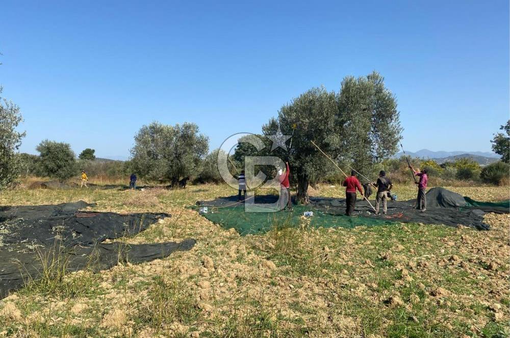 GÖMEÇ KUYUALAN KÖY İÇİNDE İMARLI 3.016 m² ZEYTİNLİK