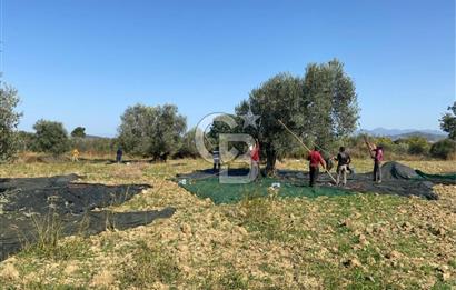 GÖMEÇ KUYUALAN KÖY İÇİNDE İMARLI 3.016 m² ZEYTİNLİK