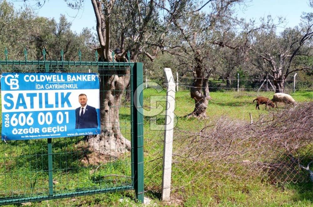 AYVALIK PATERİCA MEVKİİNDE ZEYTİNLİK