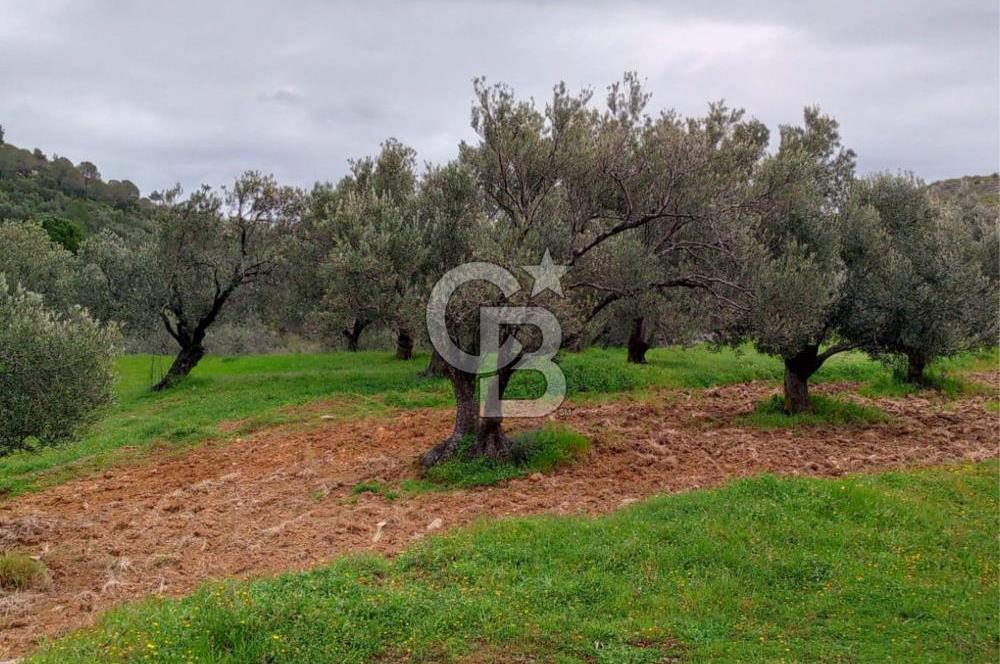 GÖMEÇ KUYUALAN KÖY İÇİNDE İMARLI 3.016 m² ZEYTİNLİK