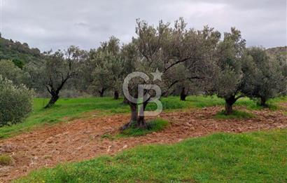 GÖMEÇ KUYUALAN KÖY İÇİNDE İMARLI 3.016 m² ZEYTİNLİK