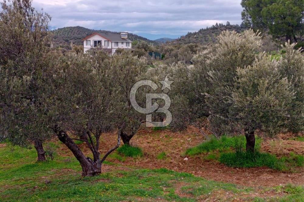 GÖMEÇ KUYUALAN KÖY İÇİNDE İMARLI 3.016 m² ZEYTİNLİK