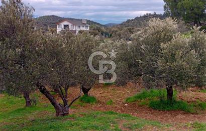 GÖMEÇ KUYUALAN KÖY İÇİNDE İMARLI 3.016 m² ZEYTİNLİK