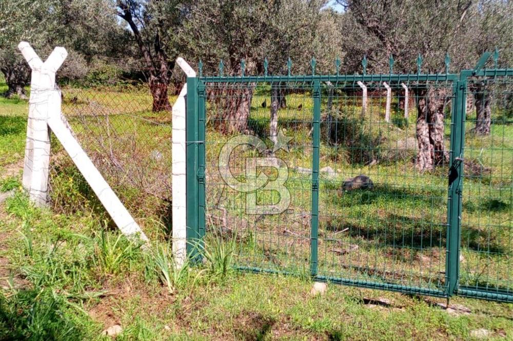 AYVALIK PATERİCA MEVKİİNDE ZEYTİNLİK