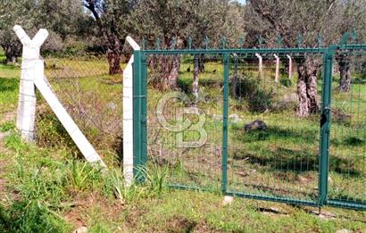 AYVALIK PATERİCA MEVKİİNDE ZEYTİNLİK